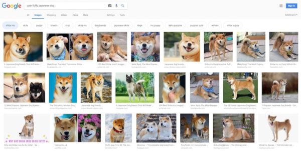 Cute fluffy Japanese dog on Google Image search